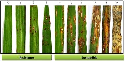 Genotype-by-environment interaction effects on blast disease severity and genetic diversity of advanced blast-resistant rice lines based on quantitative traits